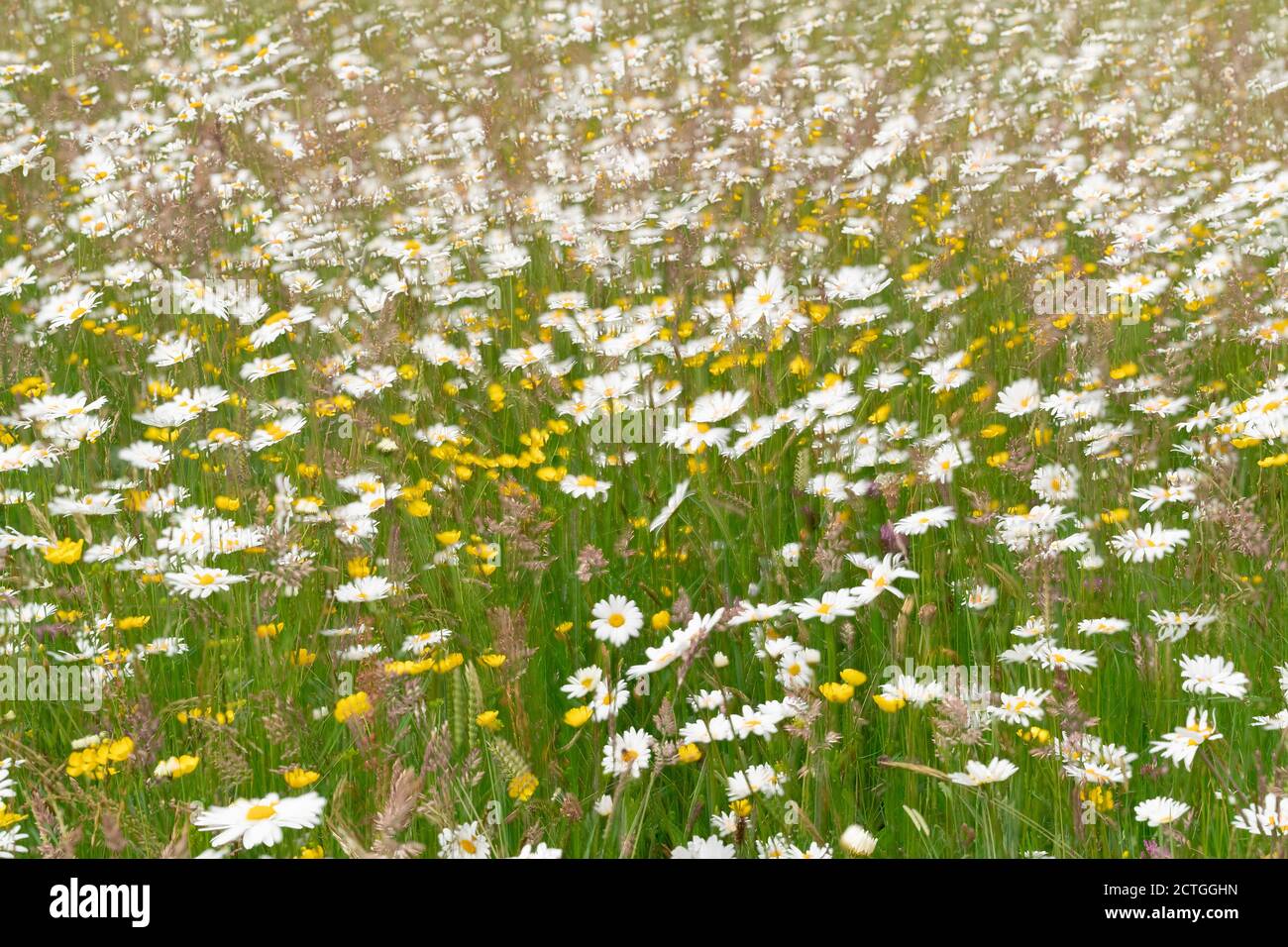 Upland Heuwiese, Northumberland National Park, Großbritannien Stockfoto