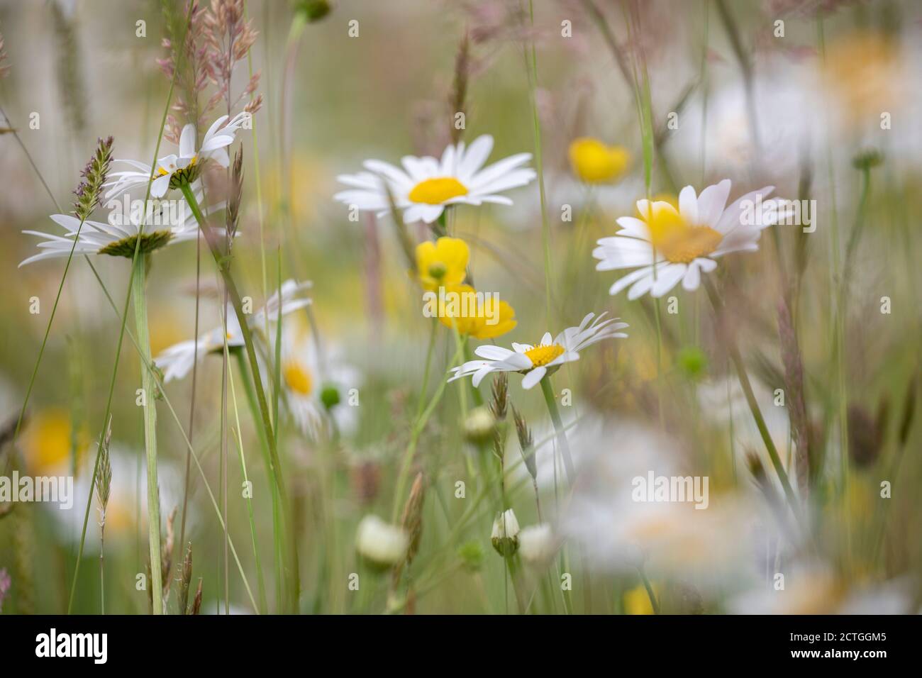Ochsenblumen und Weidenbutterhalmchen in Upland Heuwiese, Northumberland National Park, UK Stockfoto