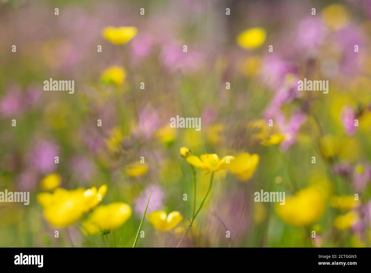Wet Flower-rich Meadow, Kielder Water & Forest Park, Northumberland, UK Stockfoto