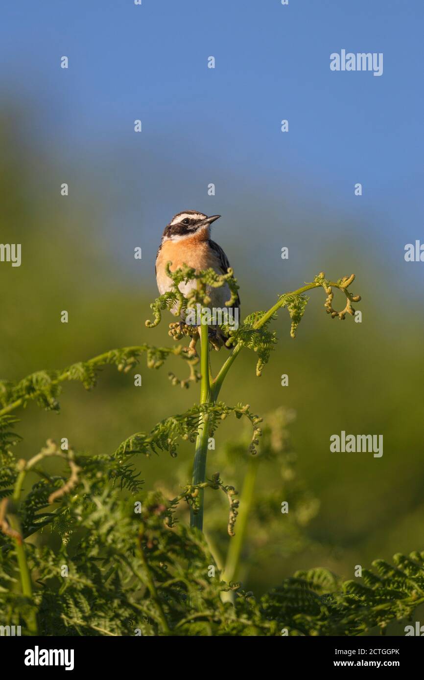 Whinchat (Saxicola rubetra), Northumberland National Park, Großbritannien Stockfoto