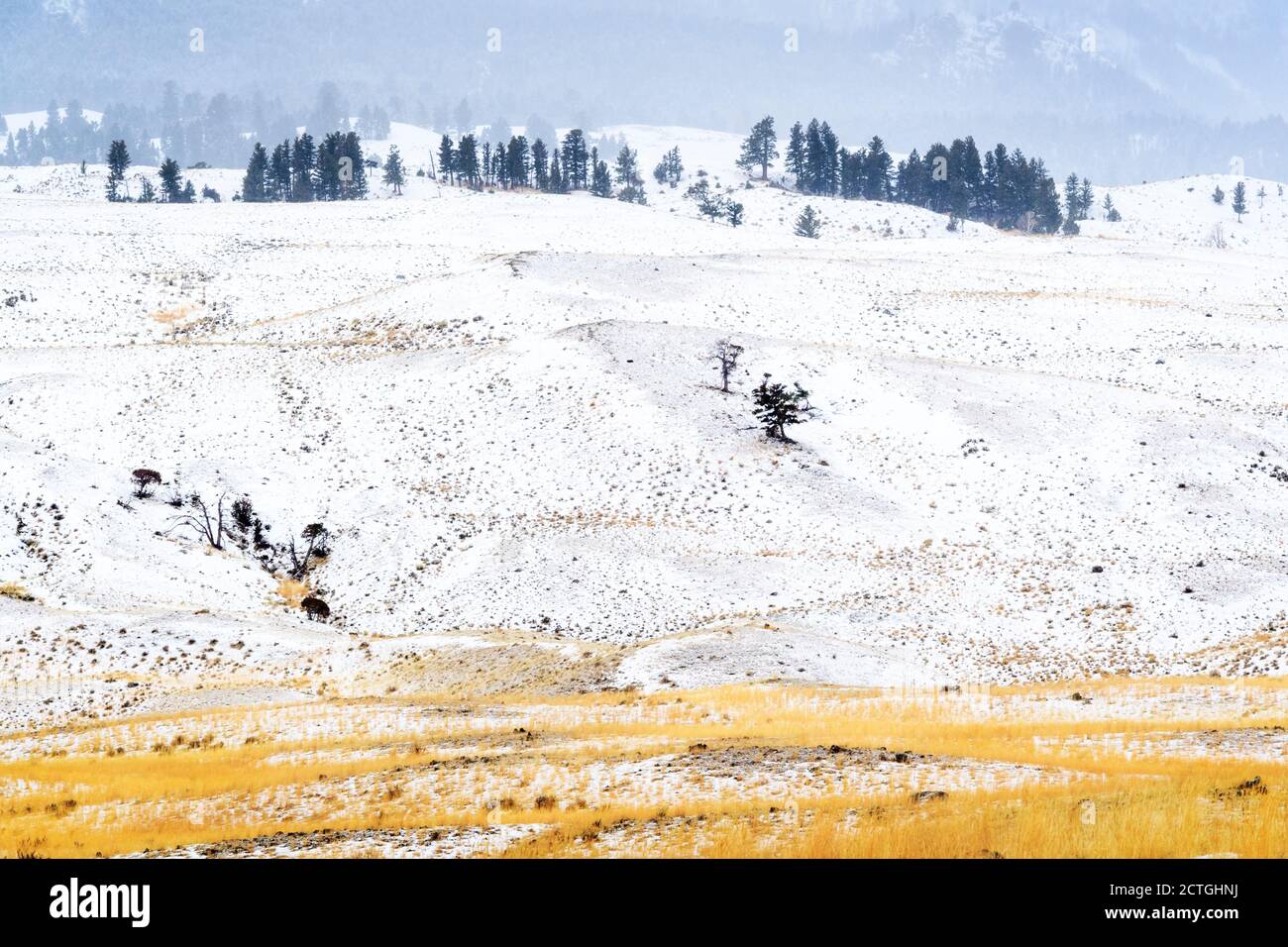 Hanglage im Winter im Gardiner Valley, Yellowstone National Park, Wyoming, USA Stockfoto