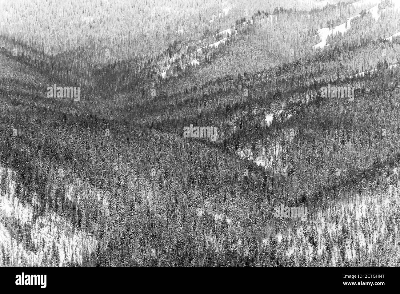 Kiefernwald an Berghängen im Lamar Tal im Winter, Black and White, Yellowstone Nationalpark, Wyoming, Montana, USA Stockfoto