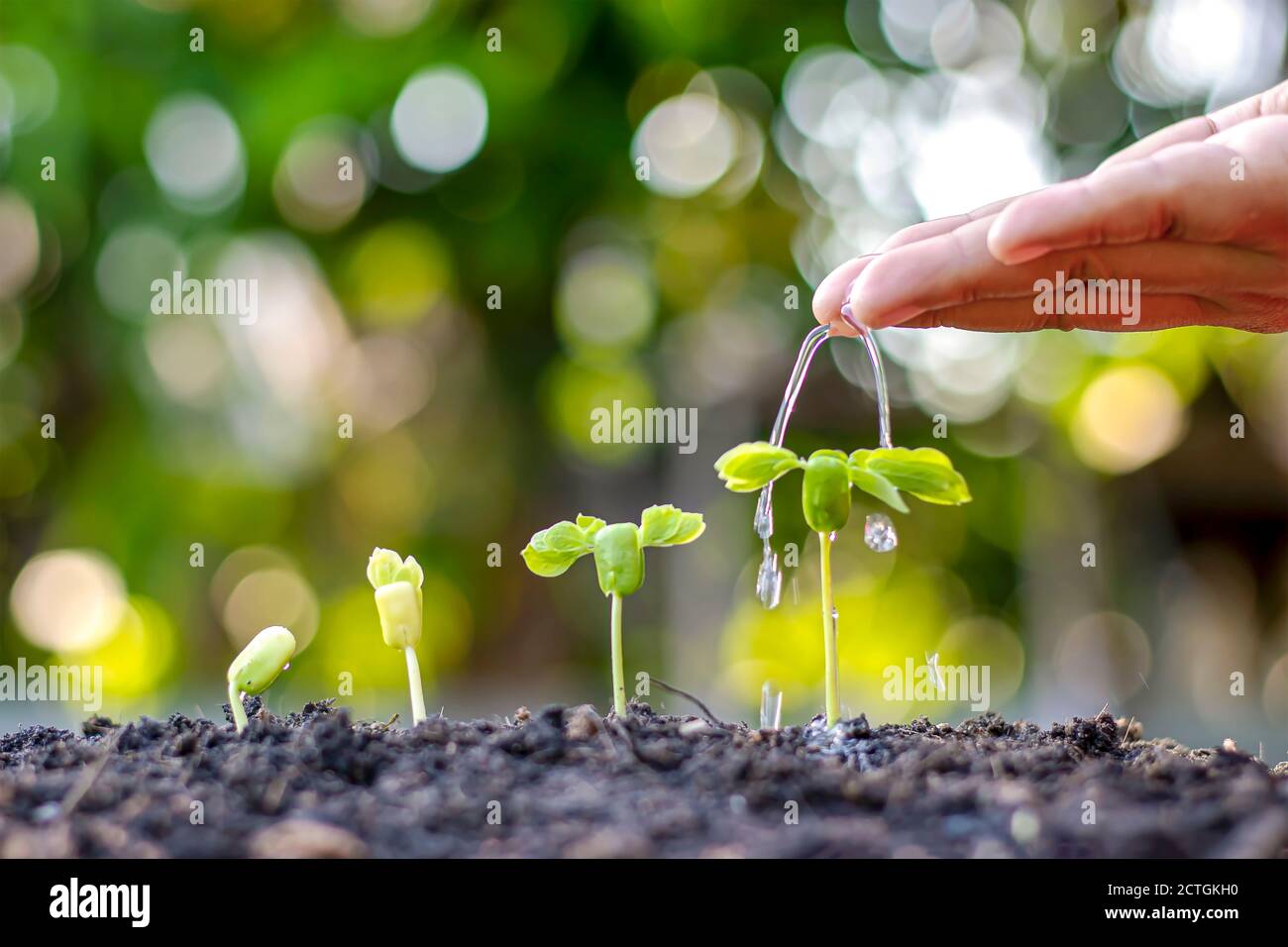 Bäume, die auf fruchtbarem Boden wachsen, das Konzept der Investition für die Landwirtschaft. Stockfoto