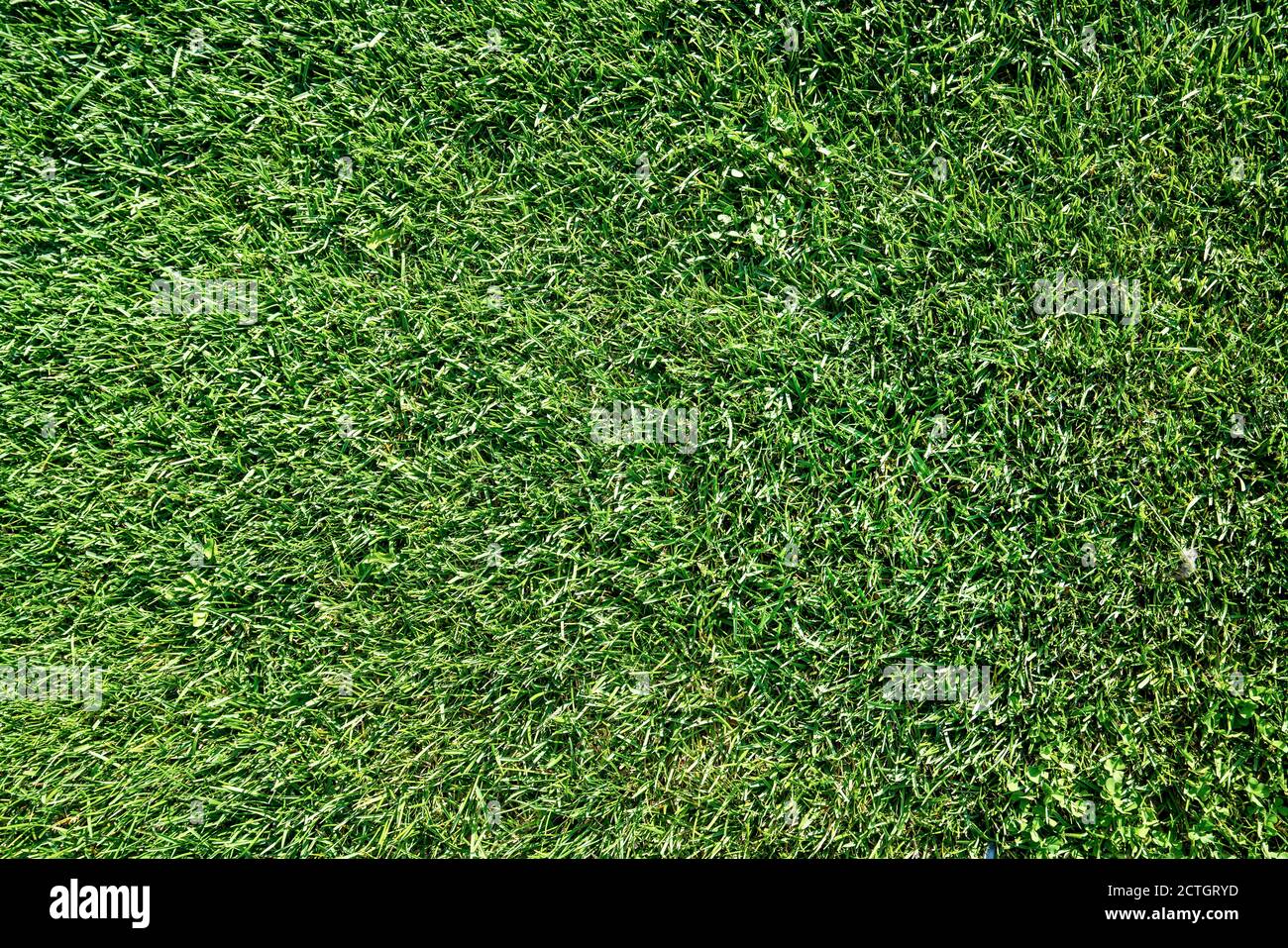 Blick auf grünes Gras oder Rasen auf einen Spielplatz oder ein Feld. Hochwertige Fotos Stockfoto