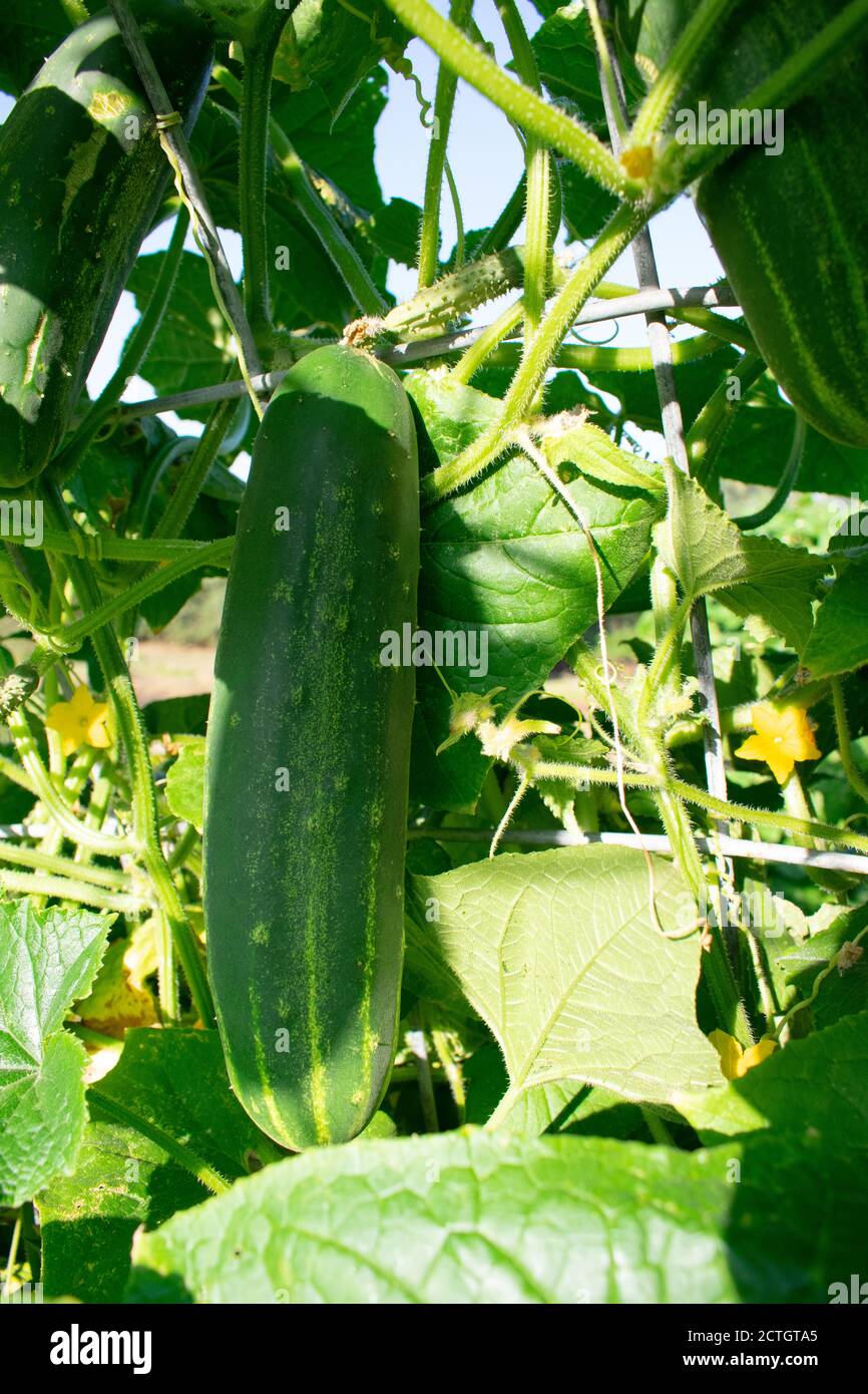 Gerade acht Gurken, die senkrecht auf einem Spalier wachsen. Stockfoto