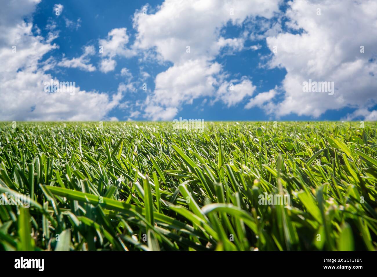 Grüne Rasenblätter im offenen Feld, Natur oder Park gegen den offenen Himmel mit weißen geschwollenen Wolken. Hochwertige Fotos Stockfoto