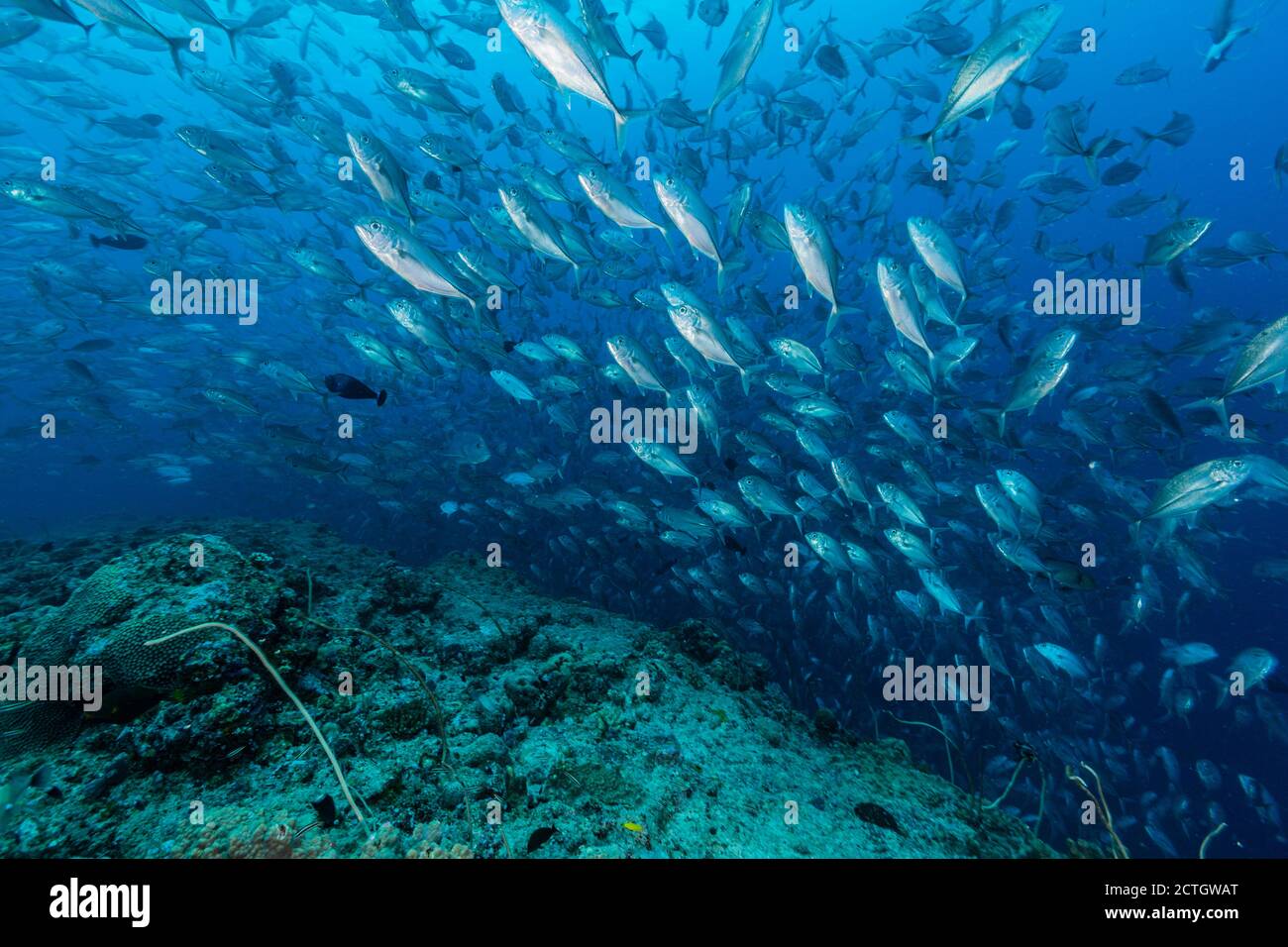 Eine große Schule von Big Eye Trevally Schwimmen in einem Absetzung am Riff in Palau Stockfoto
