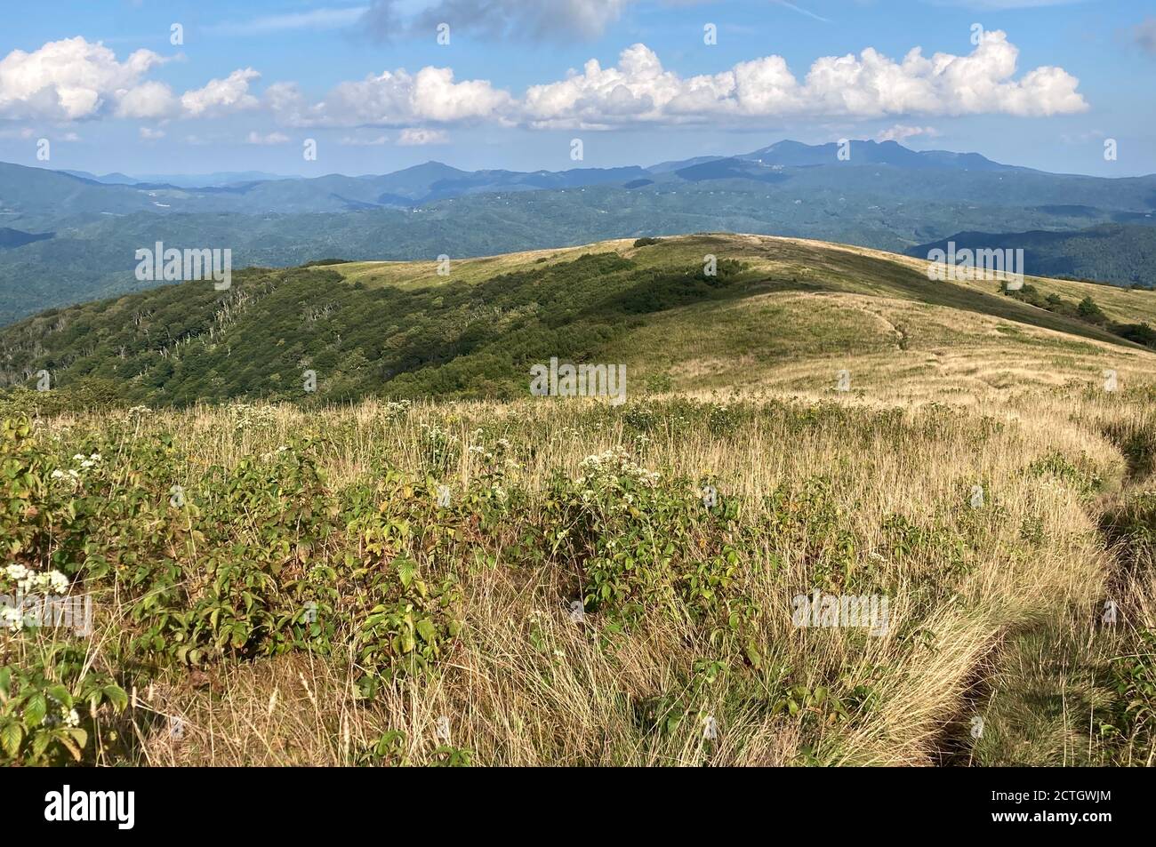 Appalachian National Scenic Trail entlang der Nordflanke des Hump Mountain, Roan Highlands, Avery County, North Carolina, USA Stockfoto