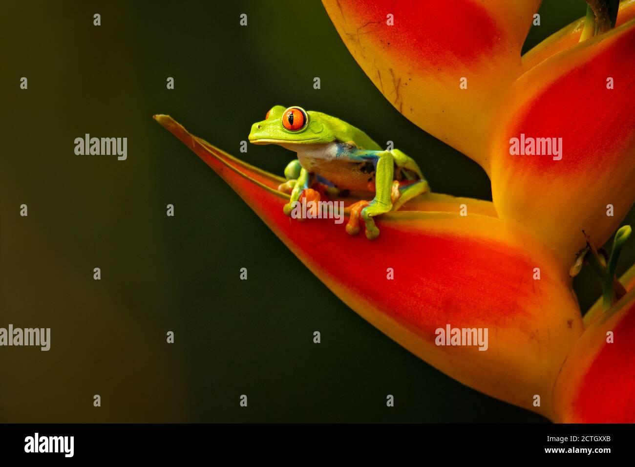 Agalychnis callidryas, bekannt als Rotaugen-Baumfrosch, ist ein Baumhylid, der in den neotropischen Regenwäldern beheimatet ist. Aufgenommen in Costa Rica Stockfoto