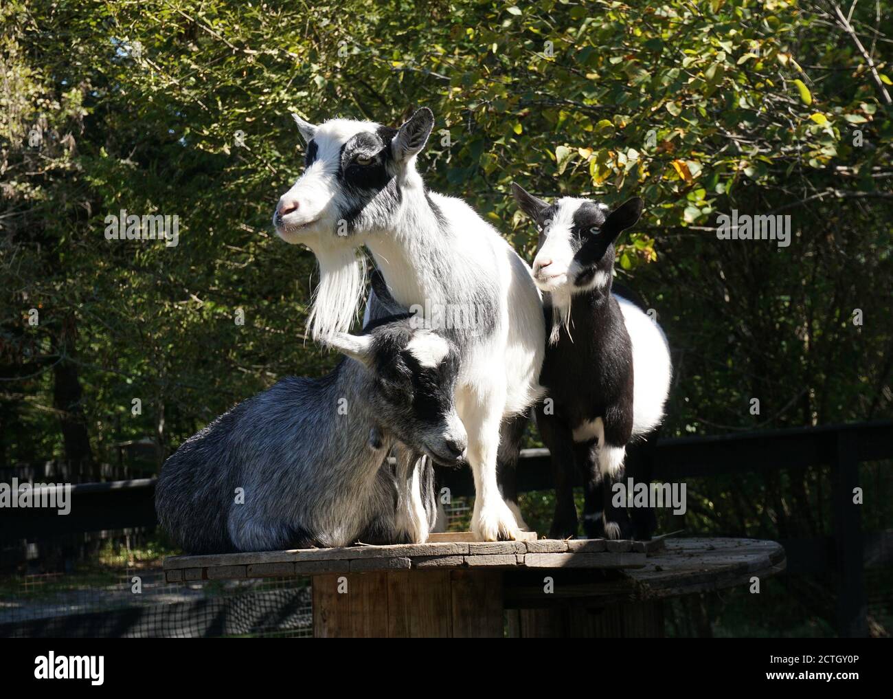 Drei Ziegen in Kingsbrae Gardens, New Brunswick Stockfoto