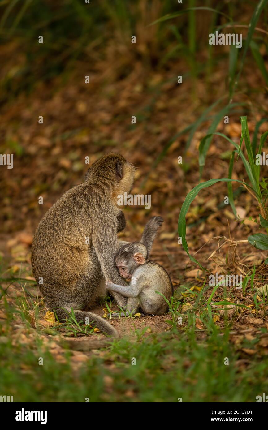 Vervet Affenbaby (Chlorocebus pygerythrus) mit Mama, Murchison Falls National Park, Uganda. Stockfoto
