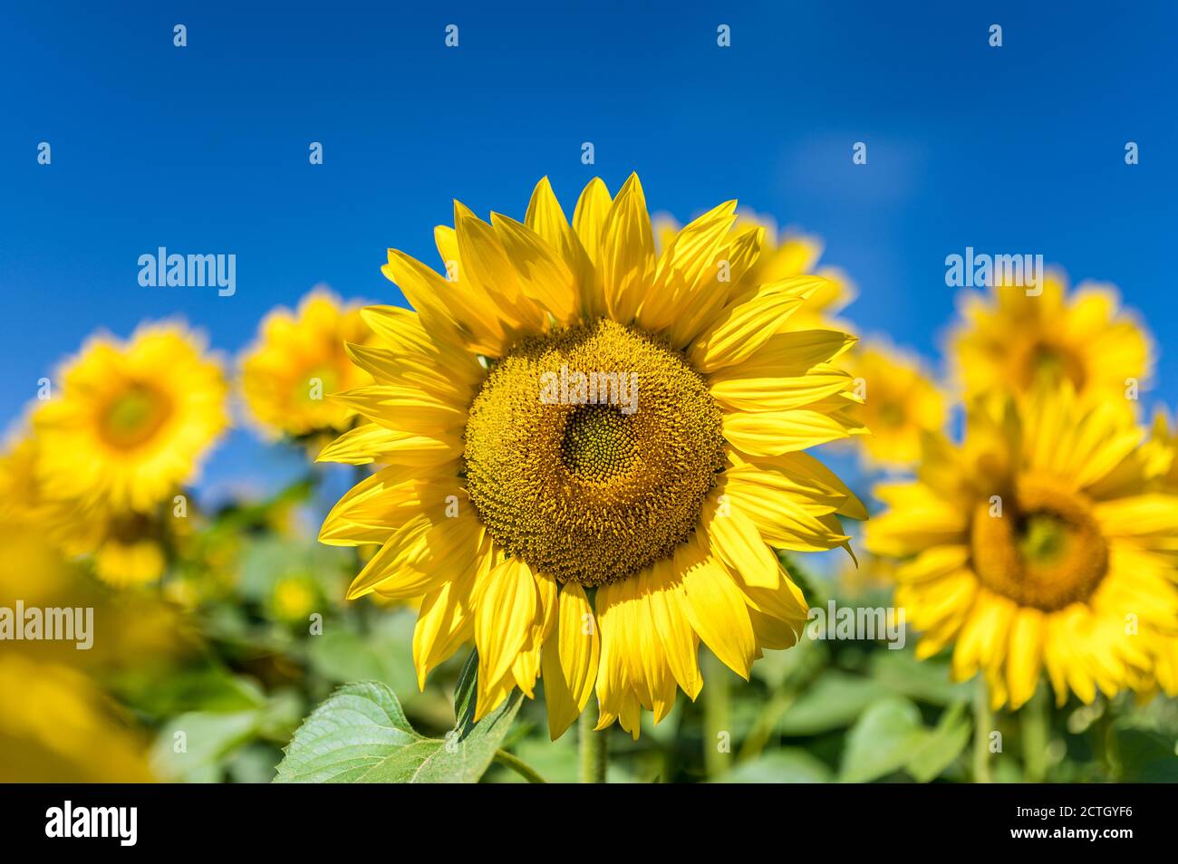 Leuchtend gelbe Sonnenblume gegen einen blauen Himmel als Sommer Vorlage Stockfoto