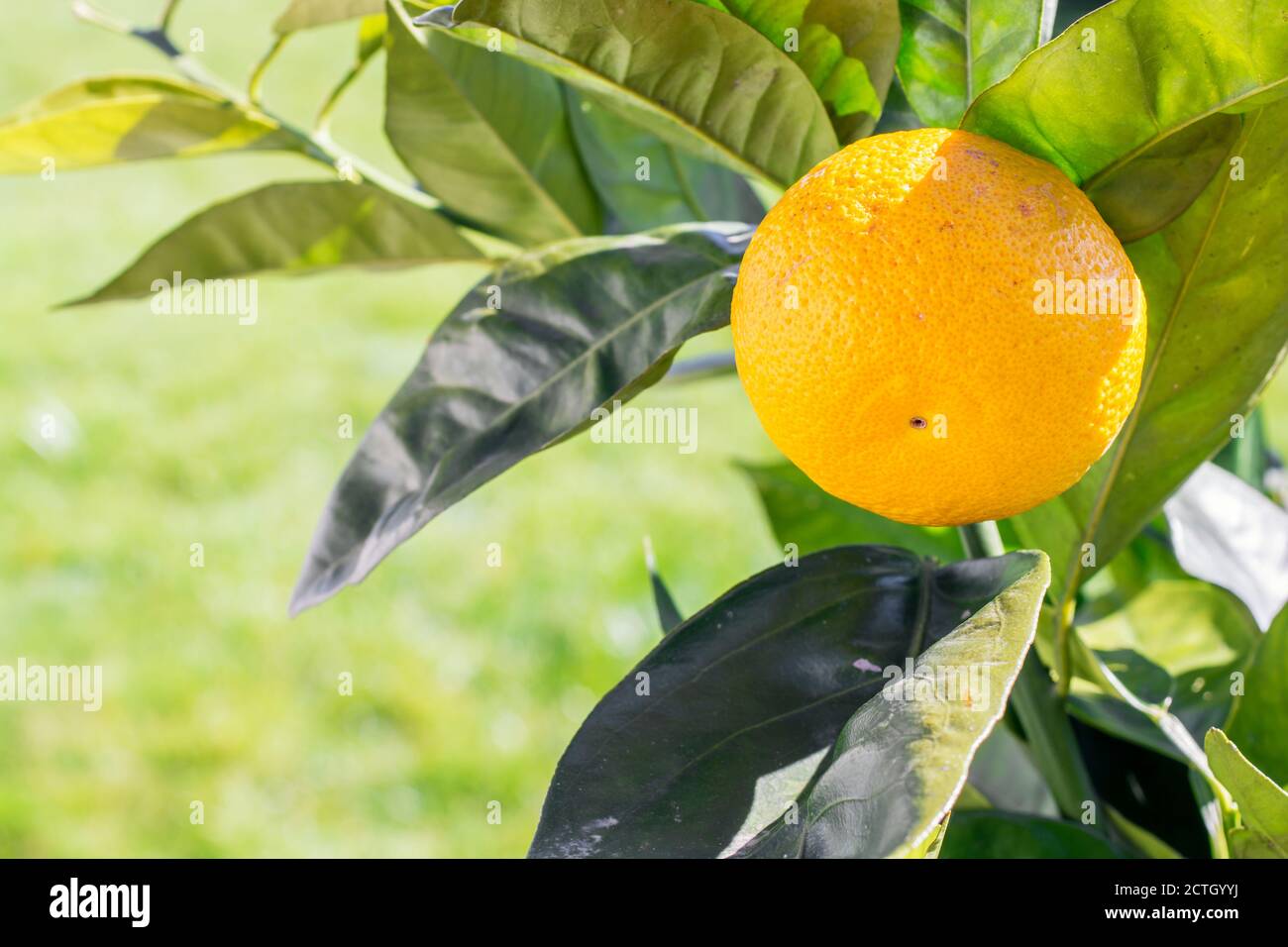 Saftige Orange wächst auf dem Baum Stockfoto