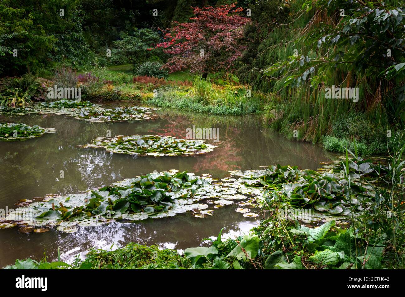 Seerosen blühen in einem kleinen See innerhalb eines Gartens. Stockfoto