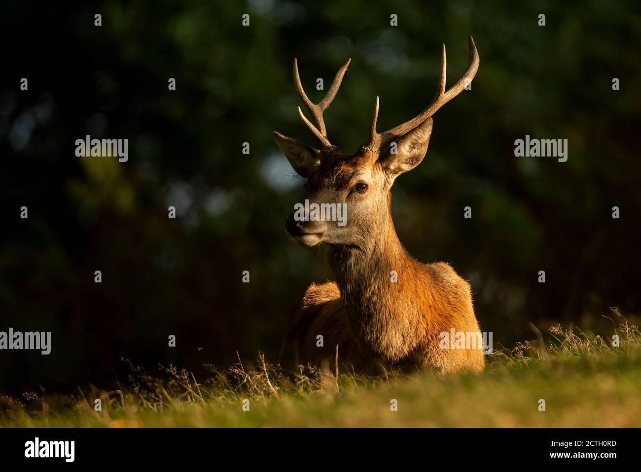 Bradgate Park in Leicestershire, Großbritannien. September 2020. Deer Brunftzeit im Bradgate Park in Leicestershire Mittwoch 23. September 2020. (Kredit: Leila Coker, Kredit: MI Nachrichten & Sport /Alamy Live Nachrichten Stockfoto