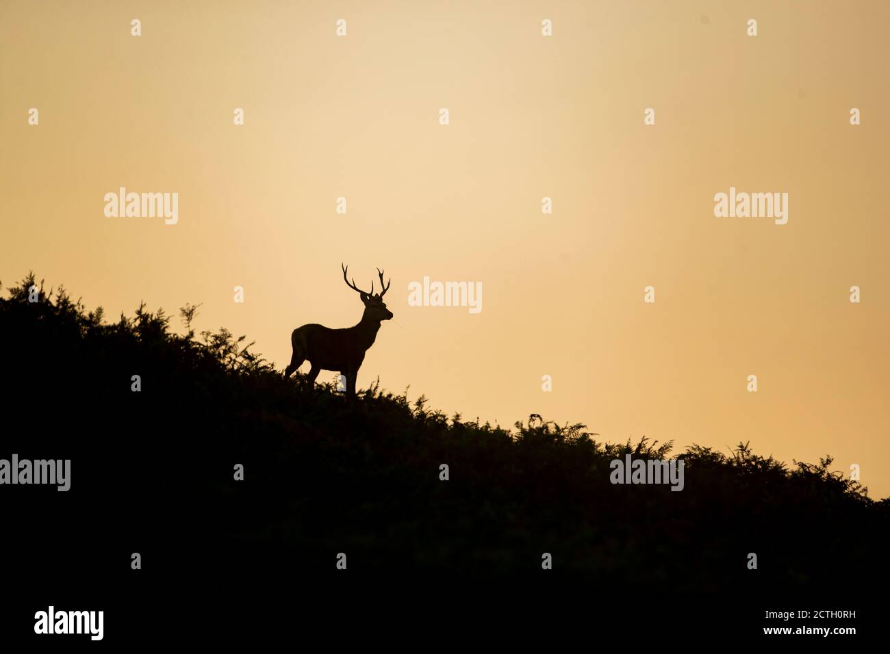 Bradgate Park in Leicestershire, Großbritannien. September 2020. Deer Brunftzeit im Bradgate Park in Leicestershire Mittwoch 23. September 2020. (Kredit: Leila Coker, Kredit: MI Nachrichten & Sport /Alamy Live Nachrichten Stockfoto