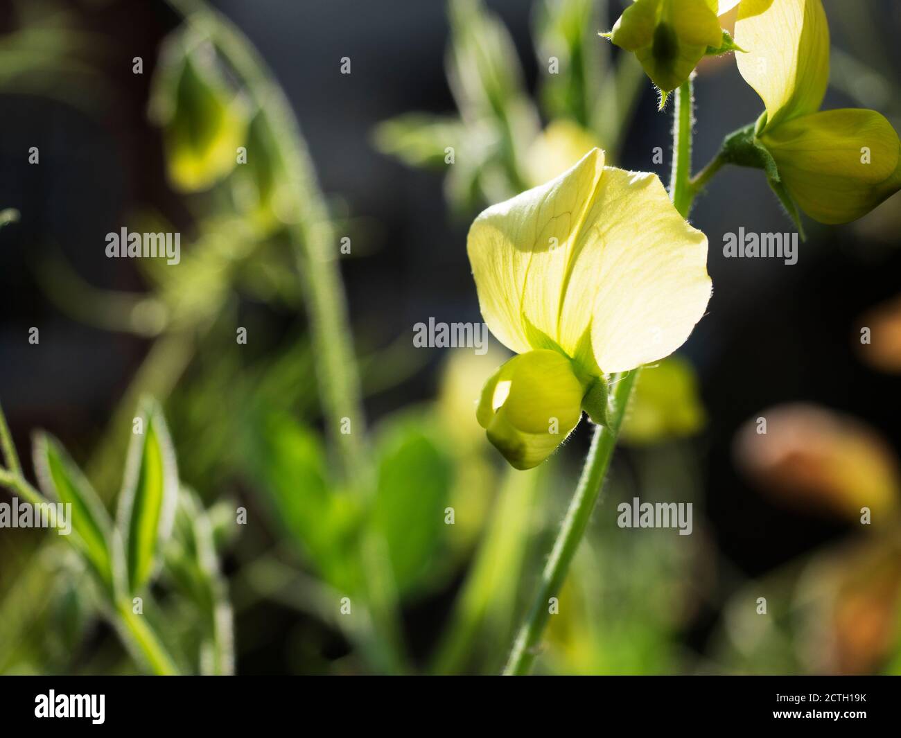 Hintergrundbeleuchteter lathyrus chloranthus gelb süße Erbsenblütenstamm in einem Garten Stockfoto