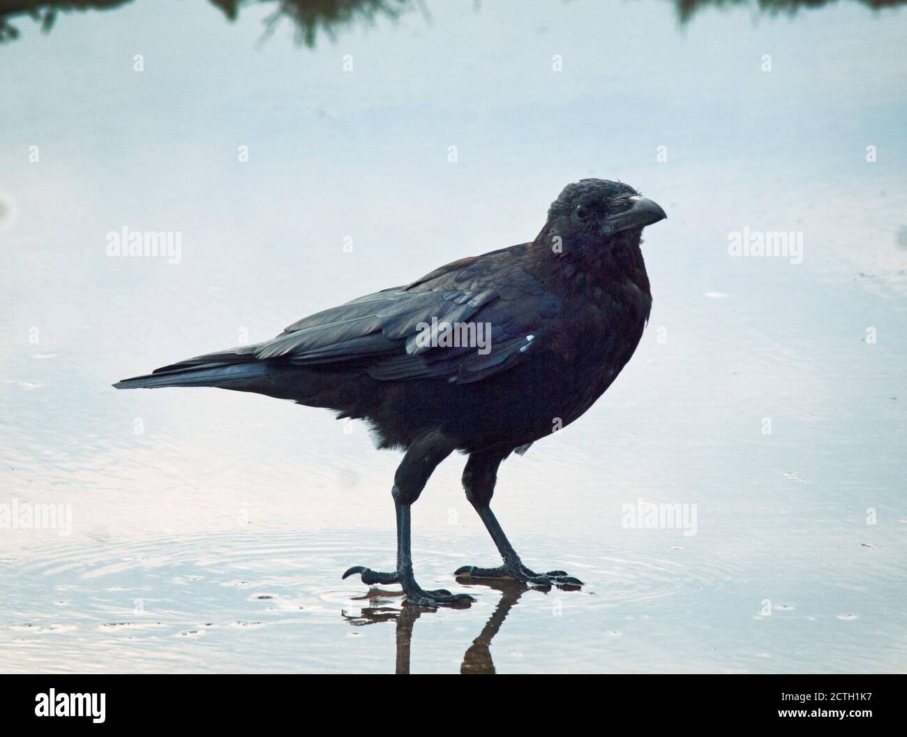 Eine Krähe hat ein Paddel in Brighton Stockfoto