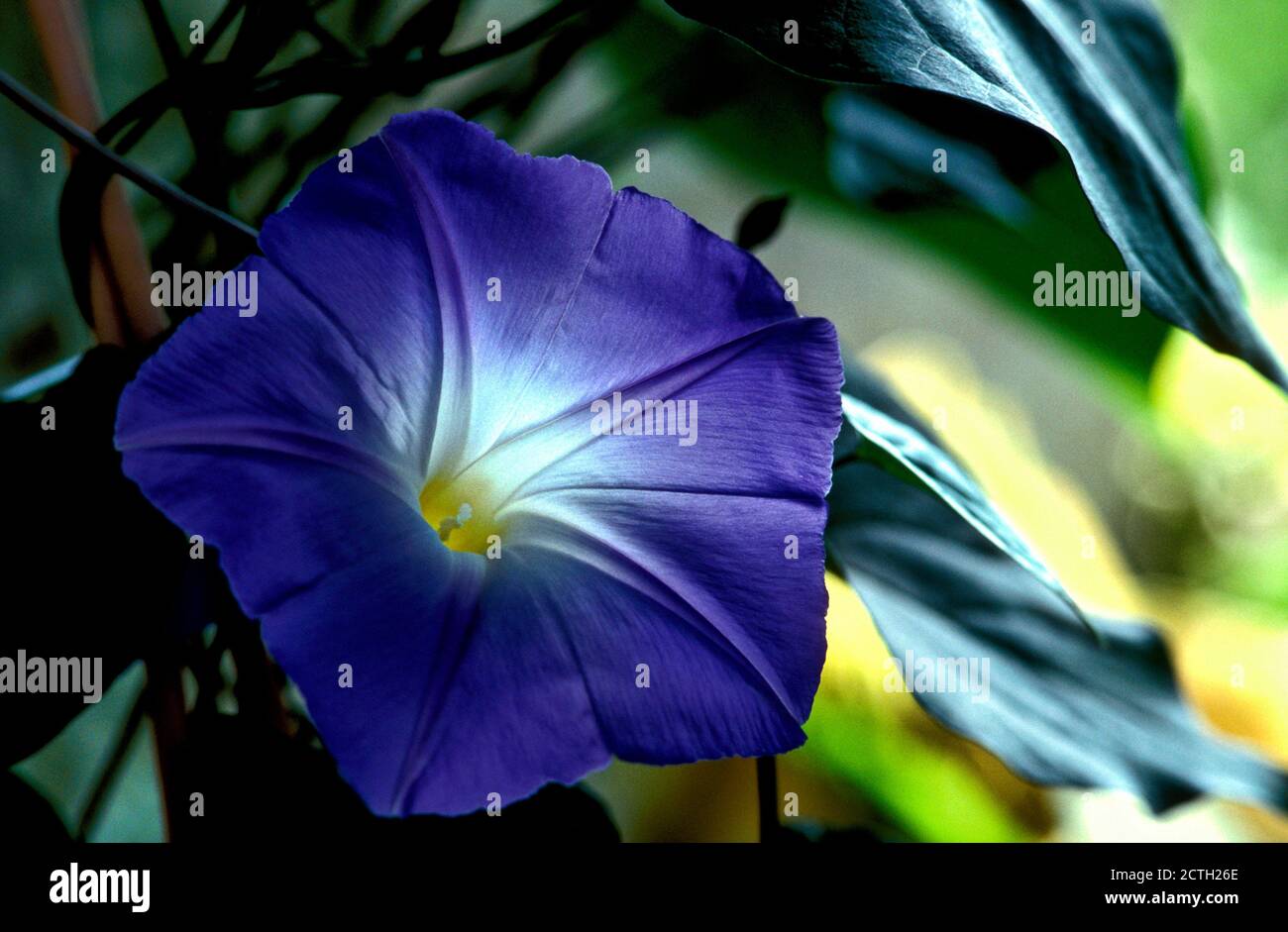 Blaue Blume Ackerwinde (Convolvulus Sabatius) Stockfoto