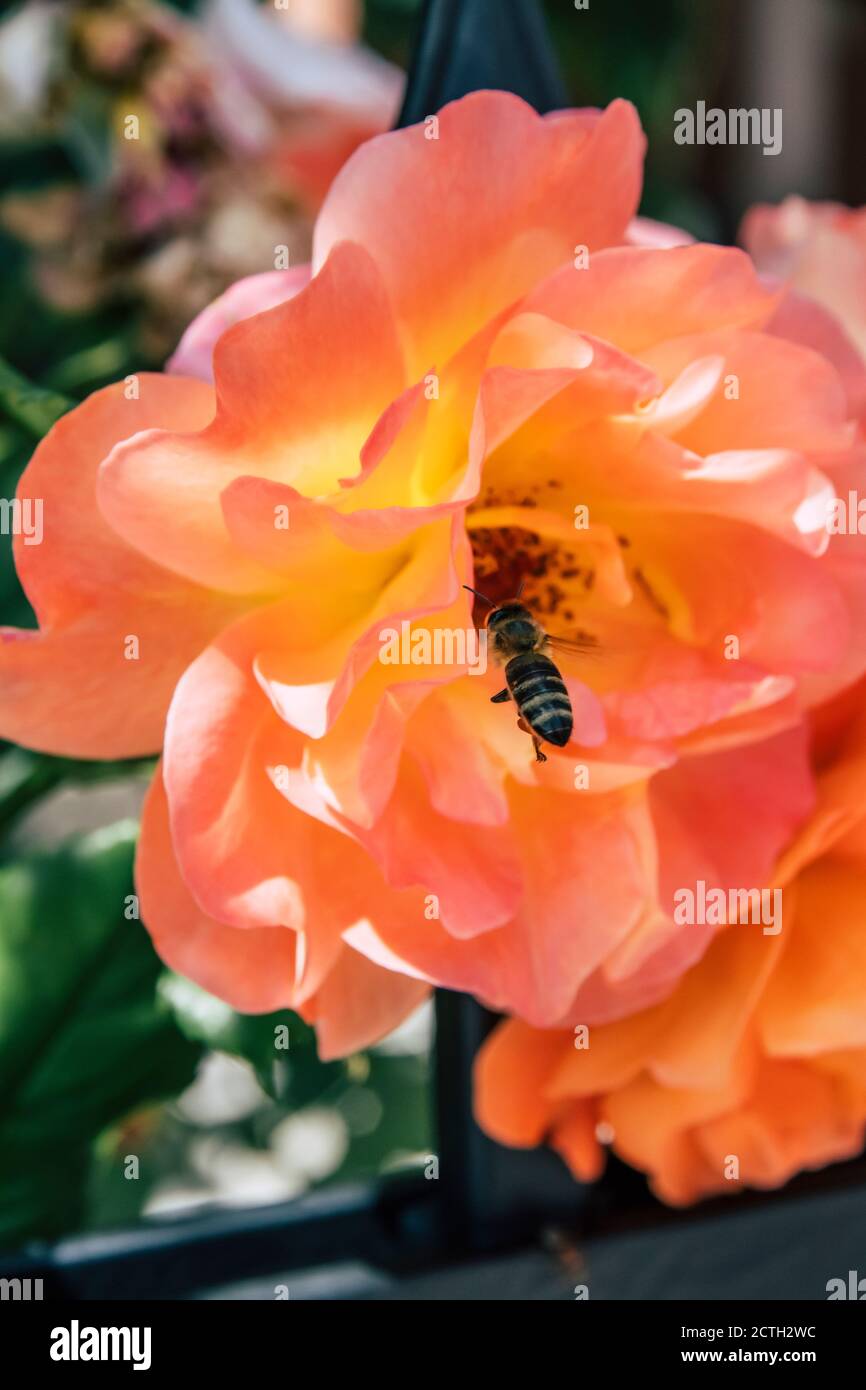 Biene, die versucht, Pollen von einer Orangenblüte zu sammeln Stockfoto