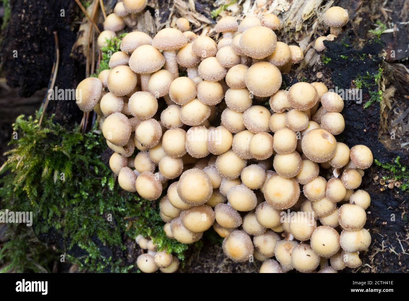 Kleine beige Pilze Kolonie auf Baumstumpf Nahaufnahme selektiver Fokus Stockfoto