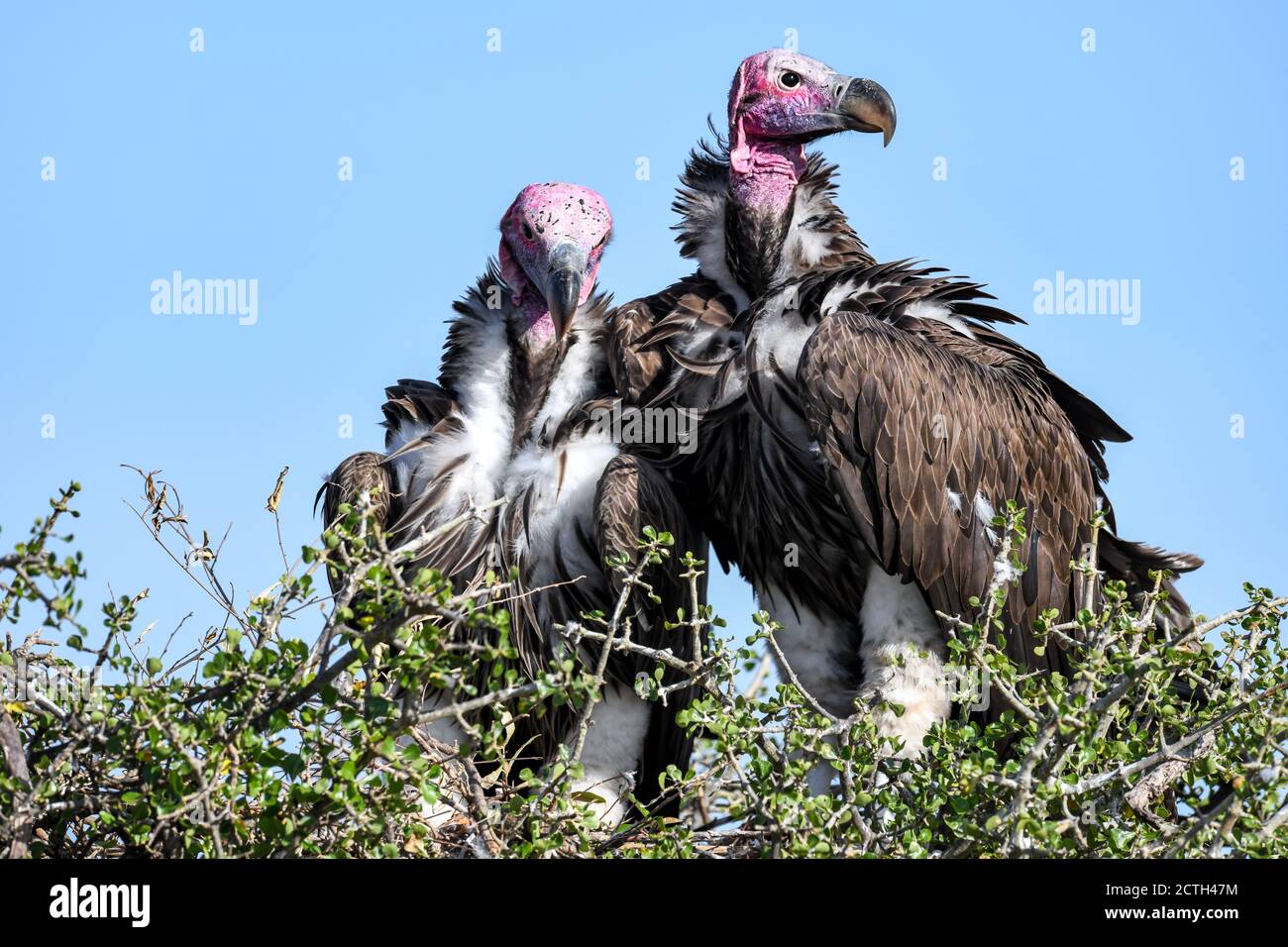 Brutpaar Lappet-gesichtige Geier (Torgos tracheliotos) im Baumkacheliotos des Masai Mara National Reserve, Kenia Stockfoto