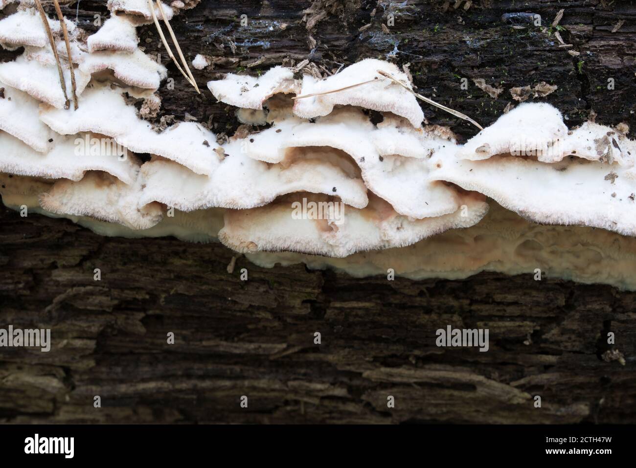 Weißer Pilz-Pflanzenpathogen auf gefallenen Laubbaum Nahaufnahme selektiv Fokus Stockfoto