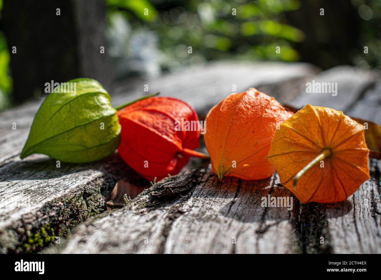 Blase-Kirsche Stockfoto