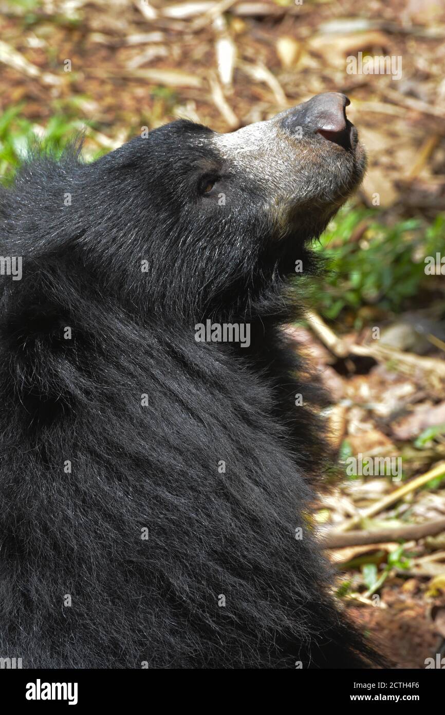 Indische Faultiere (Melursus ursinus) Stockfoto