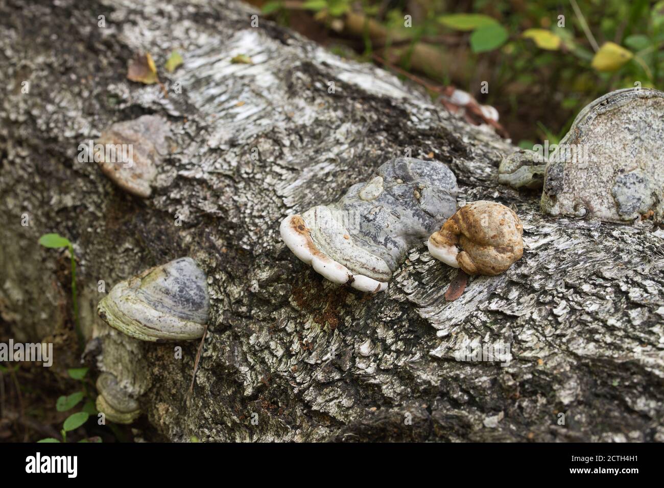 Fomes fomentarius , Zunder Pilz auf Baumstamm Nahaufnahme selektiver Fokus Stockfoto