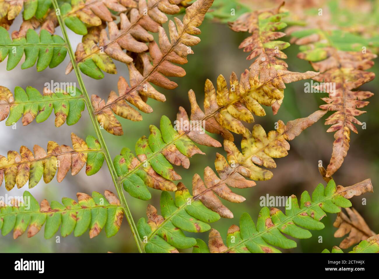 Grün, braun und orange Herbstadlerfarn Blätter Nahaufnahme selektiver Fokus Stockfoto