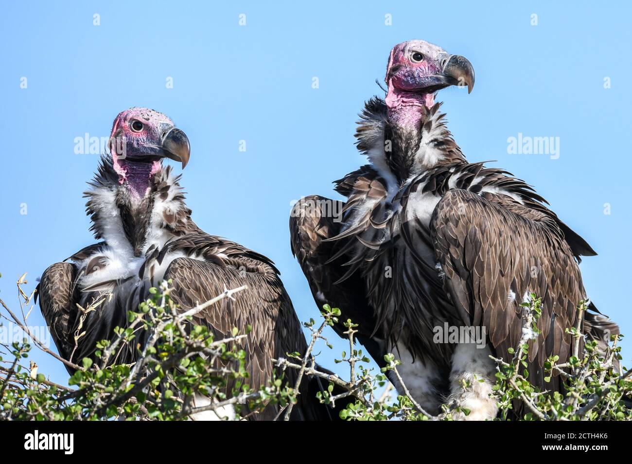 Brutpaar Lappet-gesichtige Geier (Torgos tracheliotos) im Baumkacheliotos des Masai Mara National Reserve, Kenia Stockfoto