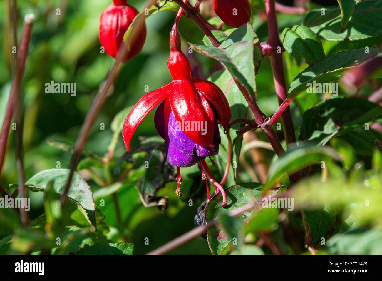 Die Blume einer roten und violetten Fuchsie Stockfoto