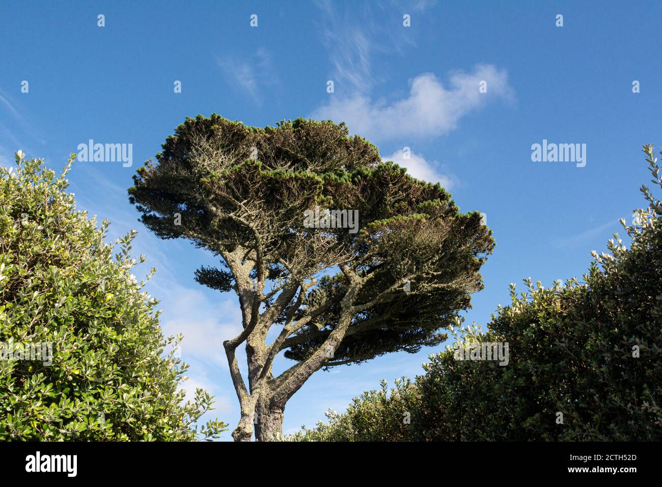 Eine Zirbe (Pinus pinea) Stockfoto