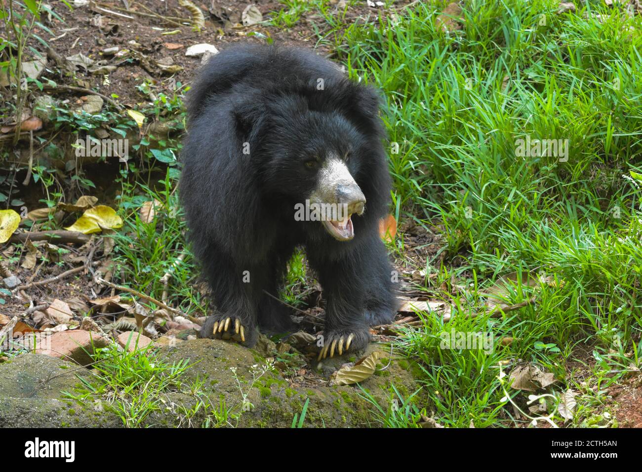 Indische Faultiere (Melursus ursinus) Stockfoto