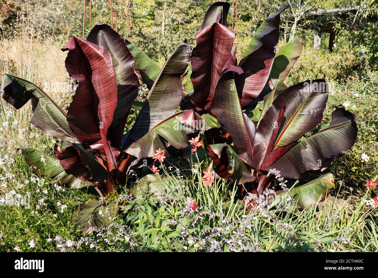 Äthiopische Banane an der Grenze zu Sir Harold Hiller Gardens In der Nähe von Romsey in Hampshire Stockfoto