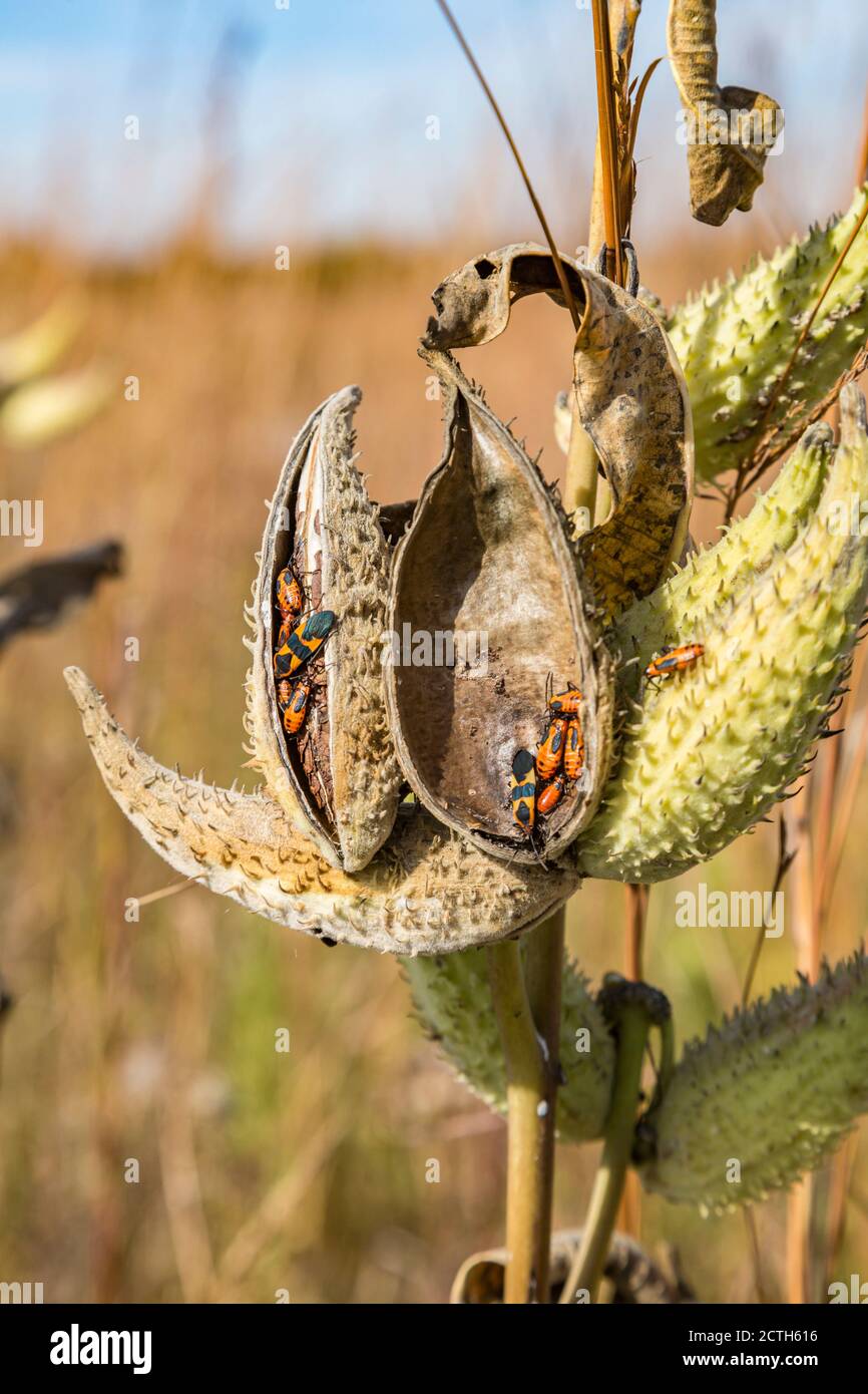 Orangen-Milchkäfer (Oncopeltus fasciatus) auf Samenschoten trocknen im Herbst in der Nähe von Battleground, Indiana Stockfoto