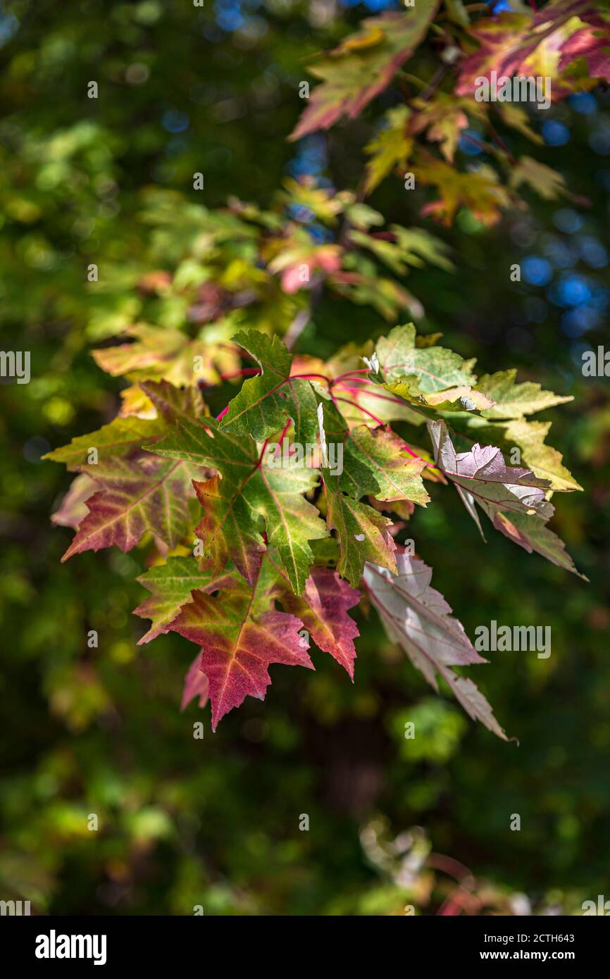 Ahornblätter beginnen sich in der Herbstsaison zu ändern Stockfoto