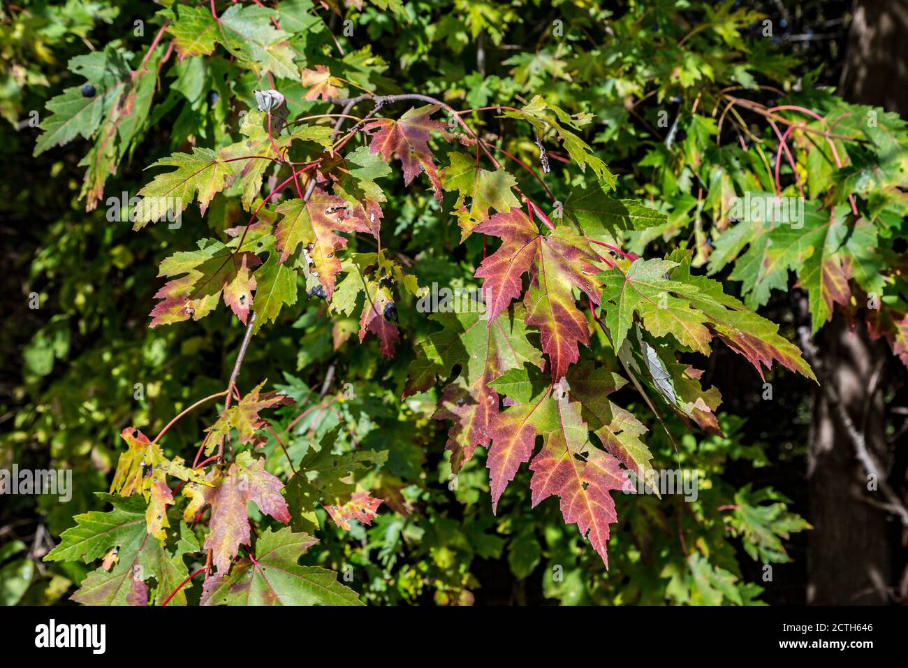 Ahornblätter beginnen sich in der Herbstsaison zu ändern Stockfoto