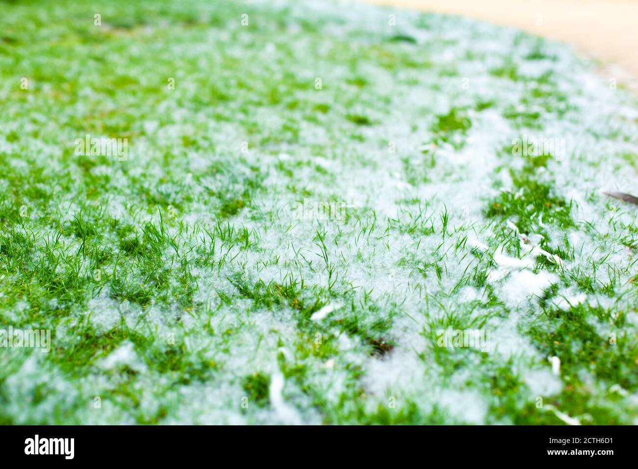 Pappel Flusen auf einem grünen Rasen. Allergie. Stockfoto