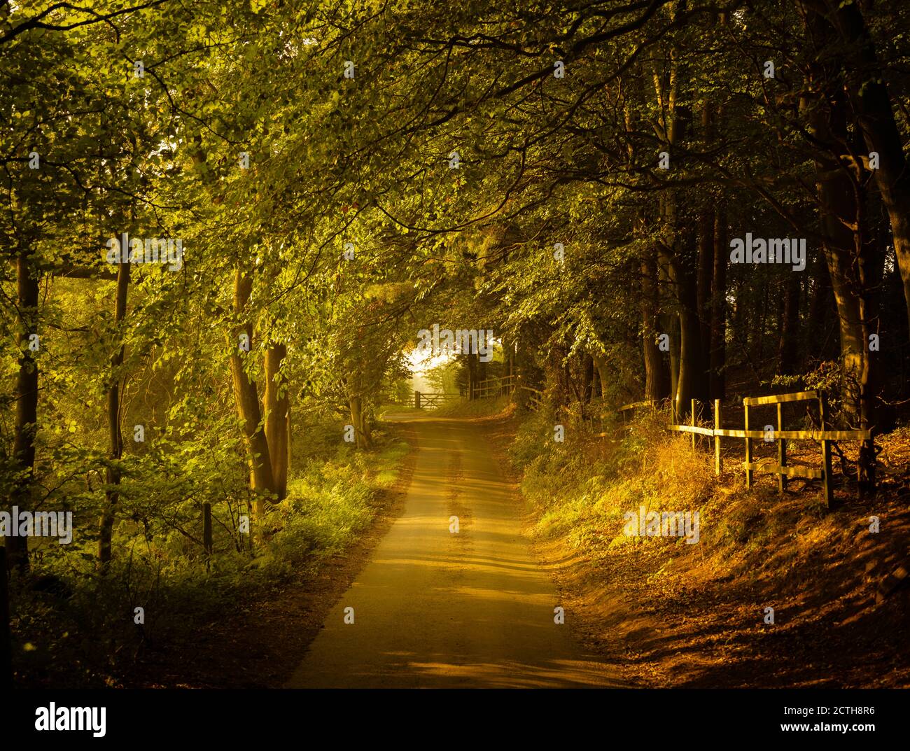 Country Lane und Buche Bäume, North Yorkshire Stockfoto