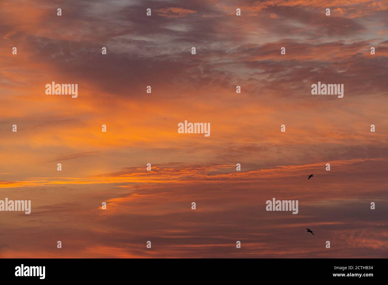 Vogel, Der Gegen Den Feurigen Morgenhimmel Fliegt Hintergrund Stockfoto