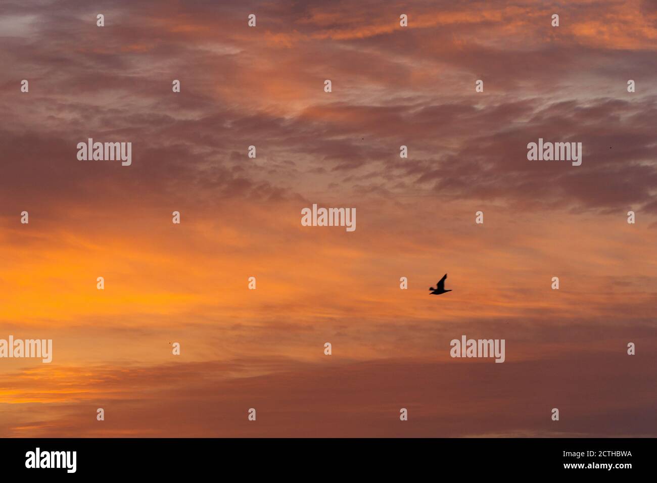 Vogel, Der Gegen Den Feurigen Morgenhimmel Fliegt Hintergrund Stockfoto