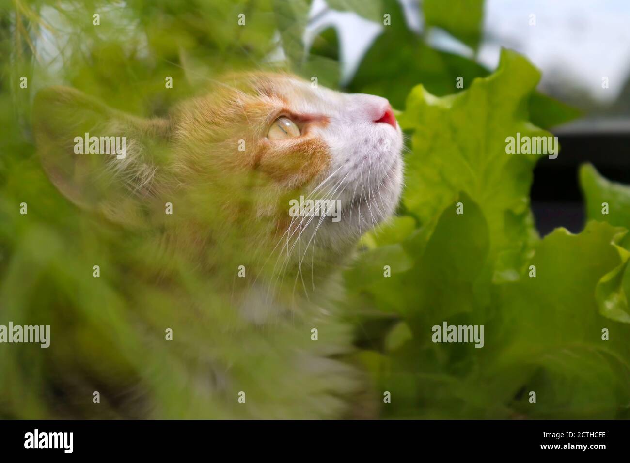 Kopfschuss der Katzenjagd. Überlegener Jäger / Raubtier. Die Katze sitzt zwischen den Gartenpflanzen und starrt aufmerksam auf etwas aus dem Blickfeld. Stockfoto