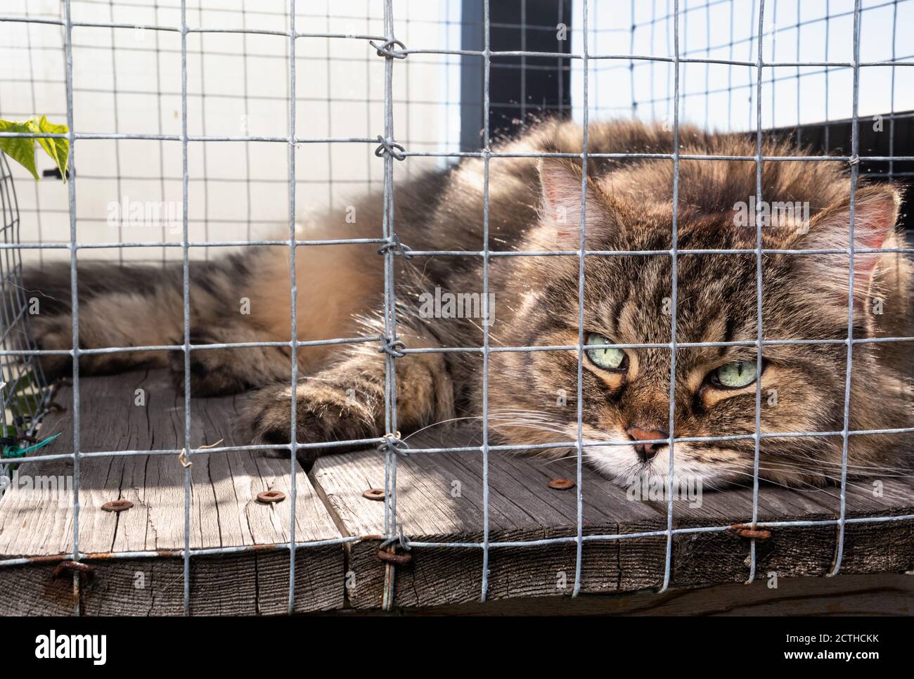 Katze im Freien / Katzengehege auf der Dachterrasse. Ganzer Körper von älteren langen Haaren tabby Katze mit schönen grünen Augen. Katze schaut auf die Kamera Stockfoto