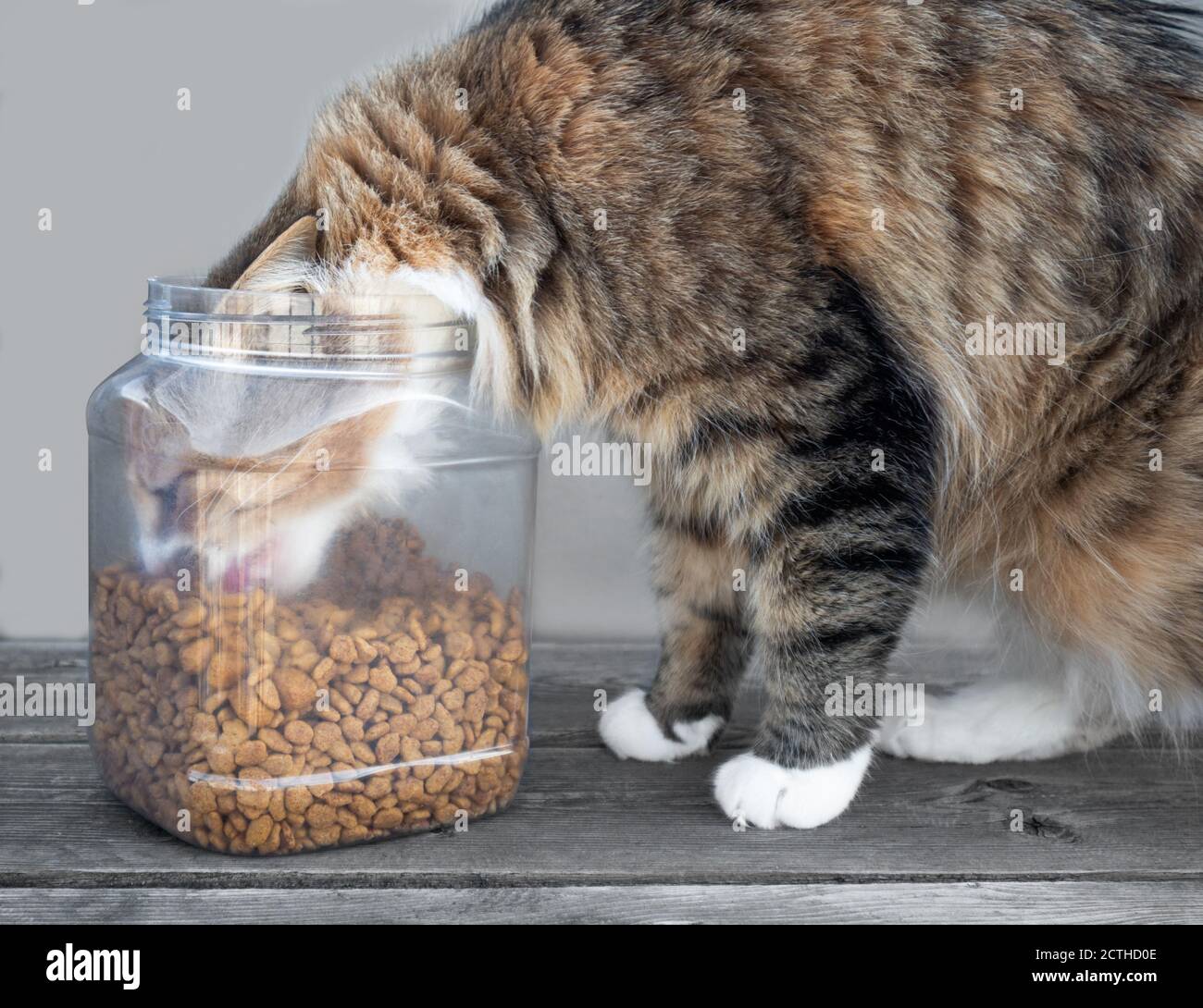Katze mit Kopf in Futtereimer, essen Kibbles. Leicht gefrostete Futterbehälter oder -Behälter, gefüllt mit trockenem Katzenfutter. Unstillbarer Appetit. Flauschige Calico oder t Stockfoto