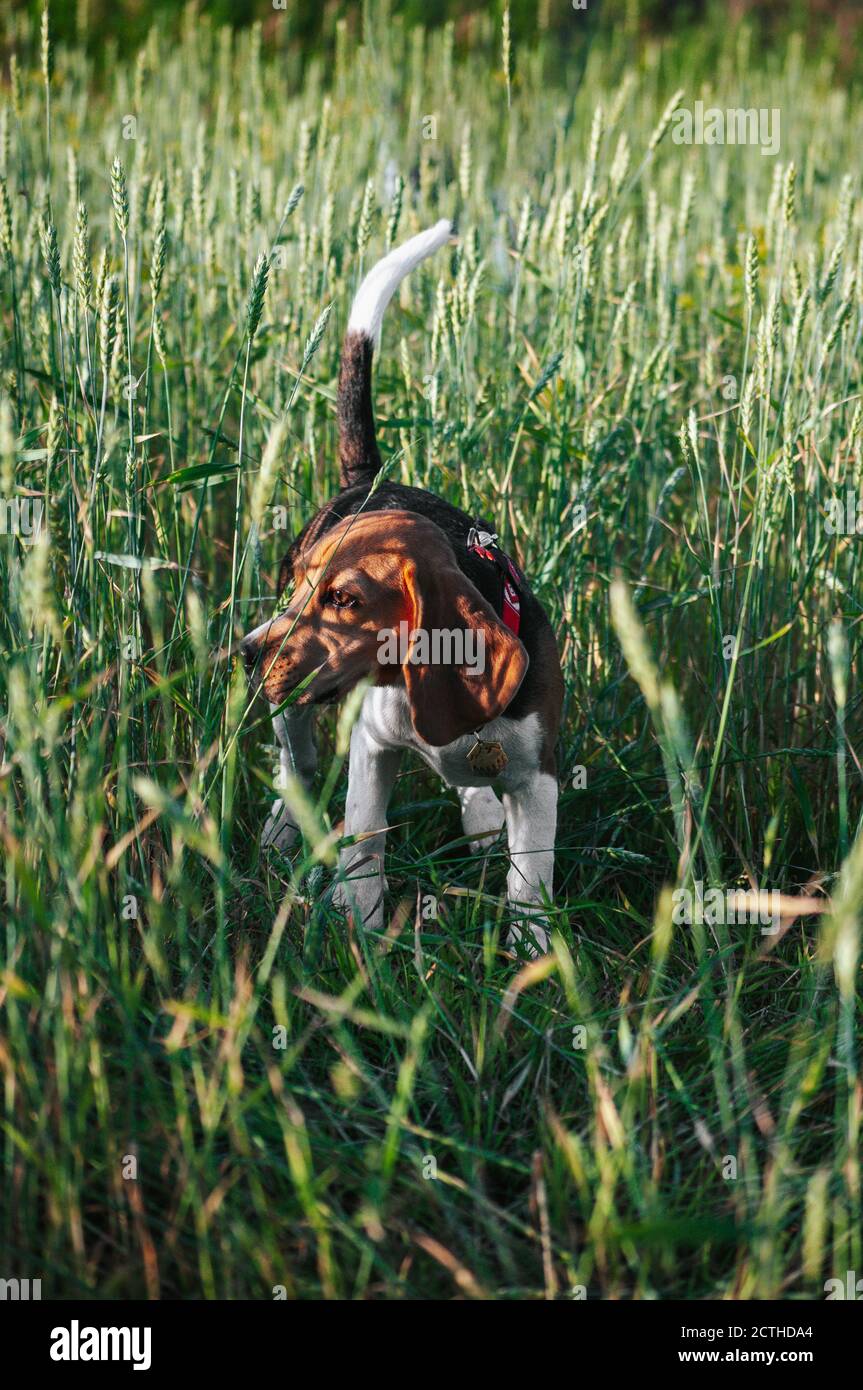 Glücklich Welpen Beagle Hund mit Spaß im grünen Feld Gras Stockfoto