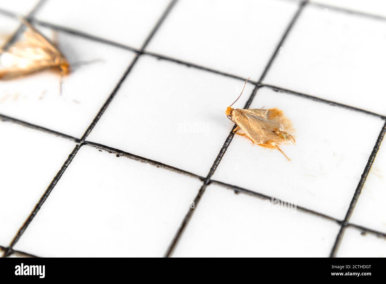 Tuch Mottenfalle für Schädlingsbekämpfung Prävention. Nahaufnahme von Kleidermotten oder Gurtbandmotten (Tineola biselliella). Die ungiftige klebrige Falle ist attraktiv Stockfoto