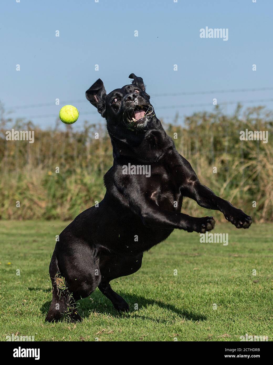 Schwarz labrador Retriever Hund versucht, Ball zu fangen Stockfoto