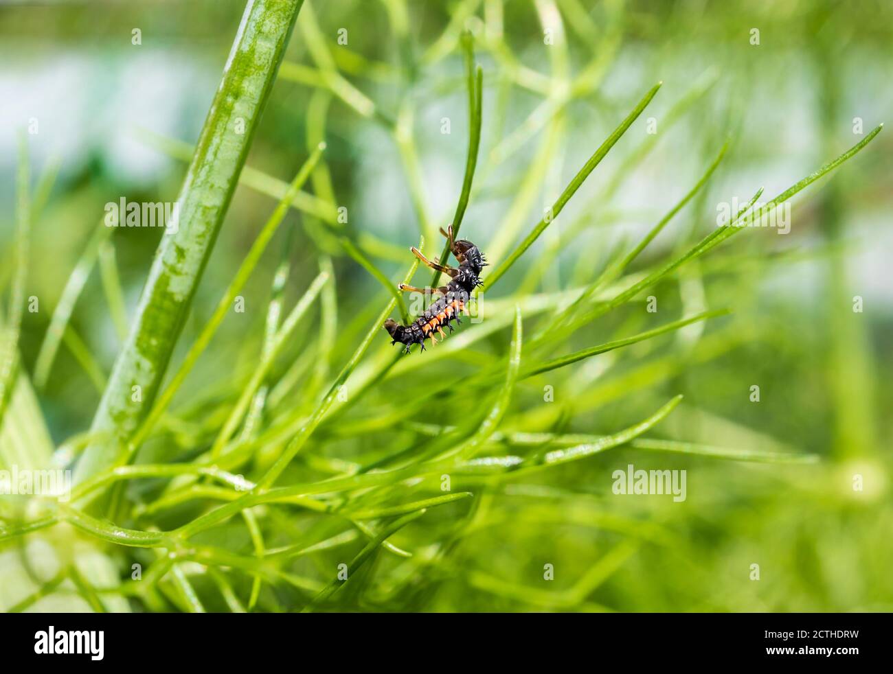 Marienkäfer Larven oder Nymphe in der Mitte von weichen Fenchel Wedel. Extrem vorteilhaft Bug für den Garten, wie es verbraucht / frisst Blattläuse und andere Schädlinge. Stockfoto